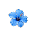Hibiskusblüte Blau
