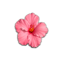 Hibiskusblüte Rosa