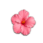 Hibiskusblüte Rosa